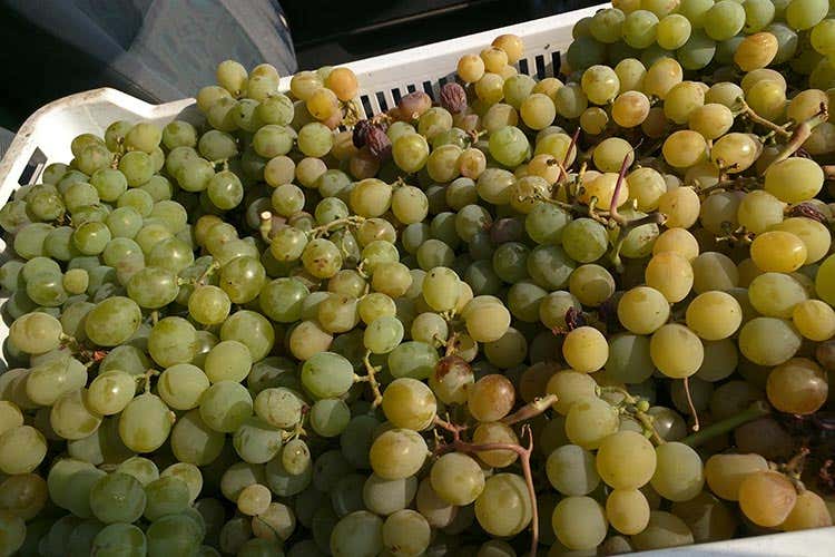 Dal famoso Passito ai capperi Igp Pantelleria, uno scrigno di tesori