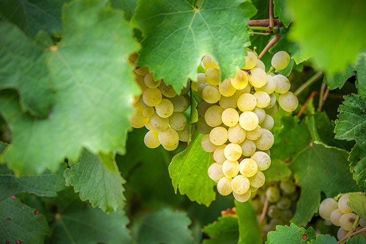 Dall’Alto Adige alla Sicilia, Chardonnay protagonista in Italia