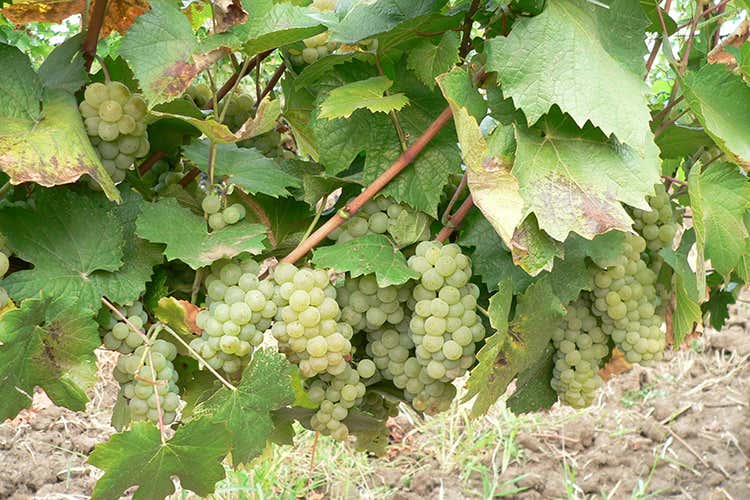 Dall’uva francese Aligoté vini di grande freschezza Dall’uva francese Aligoté vini di grande freschezza