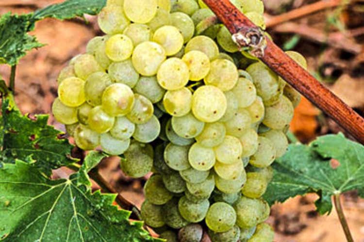 Lumassina (foto: winetaste.it) - Dall’uva ligure Lumassina un vino piacevolmente sapido Lumassina (foto: winetaste.it) - Dall’uva ligure Lumassina un vino piacevolmente sapido