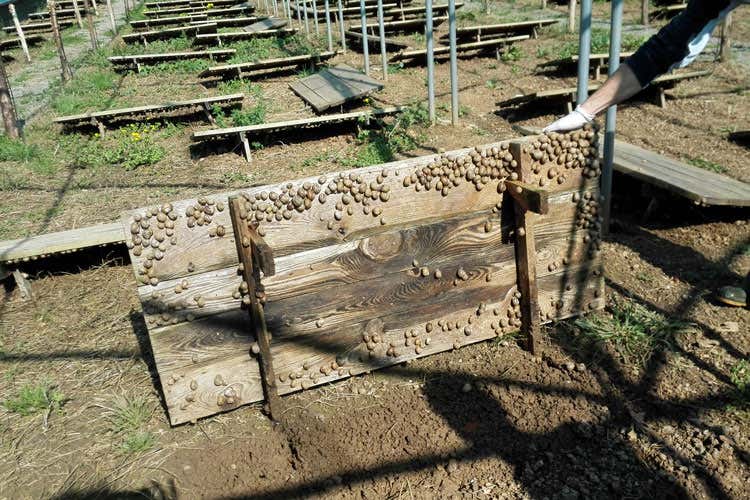 (Dalla Calabria le lumache premium Allevamento bio e tanto valore aggiunto) (Dalla Calabria le lumache premium Allevamento bio e tanto valore aggiunto)