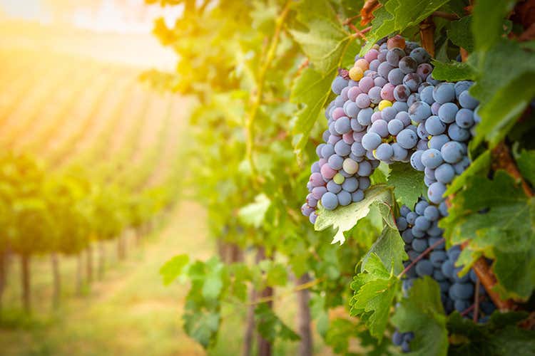 La maturazione precoce gli consente di adattarsi ai climi di tutto il mondo vinicolo - Dalla Francia all’Italia I risultati eccellenti del Merlot La maturazione precoce gli consente di adattarsi ai climi di tutto il mondo vinicolo - Dalla Francia all’Italia I risultati eccellenti del Merlot