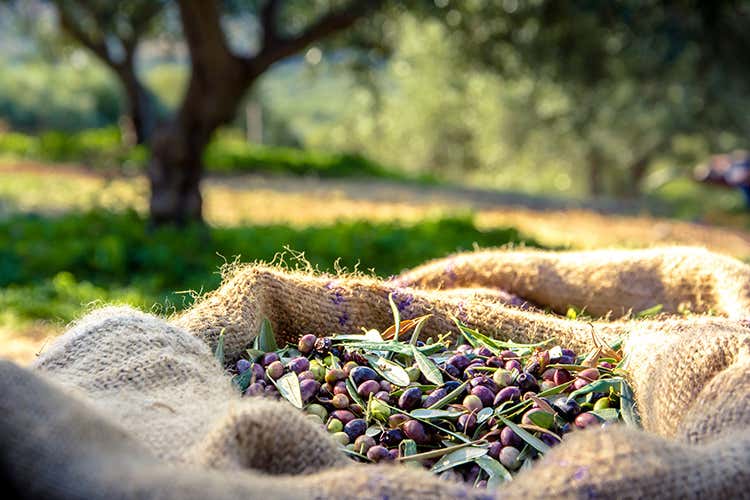 Dalla raccolta alla conservazione 
per un extravergine di vera qualità