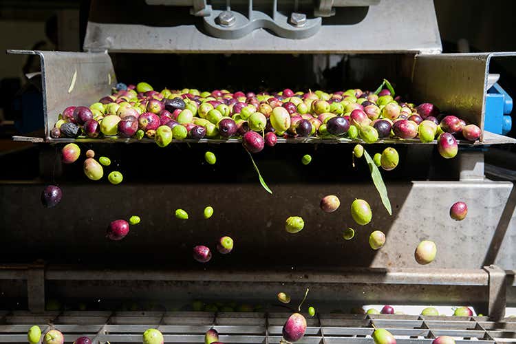 Noi italiani abbiamo oltre 500 variet&agrave; di olive a disposizione (Dalla raccolta alla conservazione per un extravergine di vera qualit&agrave;)
