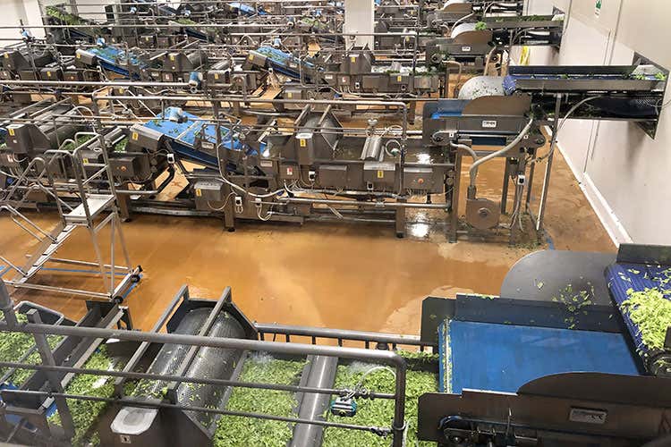 La fase di lavaggio (Dalla serra alla busta in un giorno Tutta la freschezza di Bonduelle)