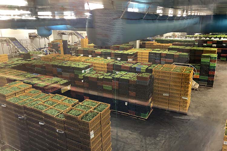 Dentro allo stabilimento Bonduelle (Dalla serra alla busta in un giorno Tutta la freschezza di Bonduelle)