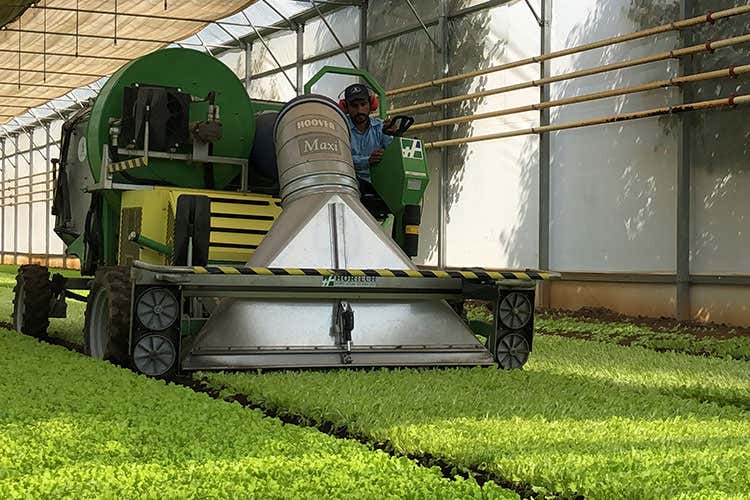 Dopo la raccolta l'insalata viene "pettinata" (Dalla serra alla busta in un giorno Tutta la freschezza di Bonduelle)