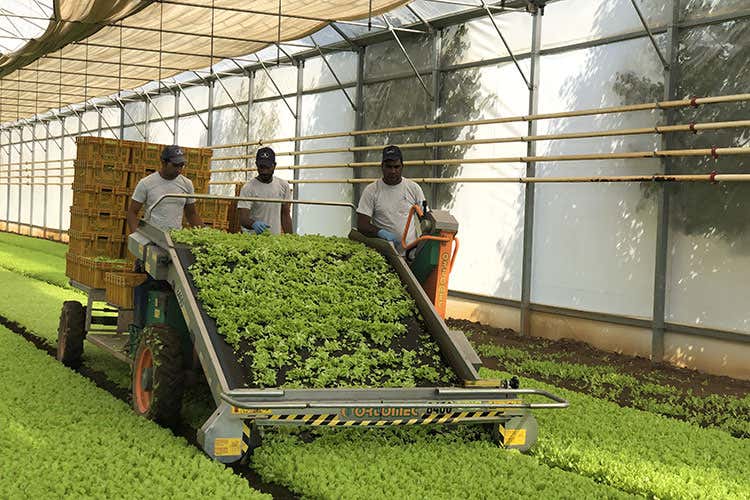 La raccolta dell'insalata (Dalla serra alla busta in un giorno Tutta la freschezza di Bonduelle)