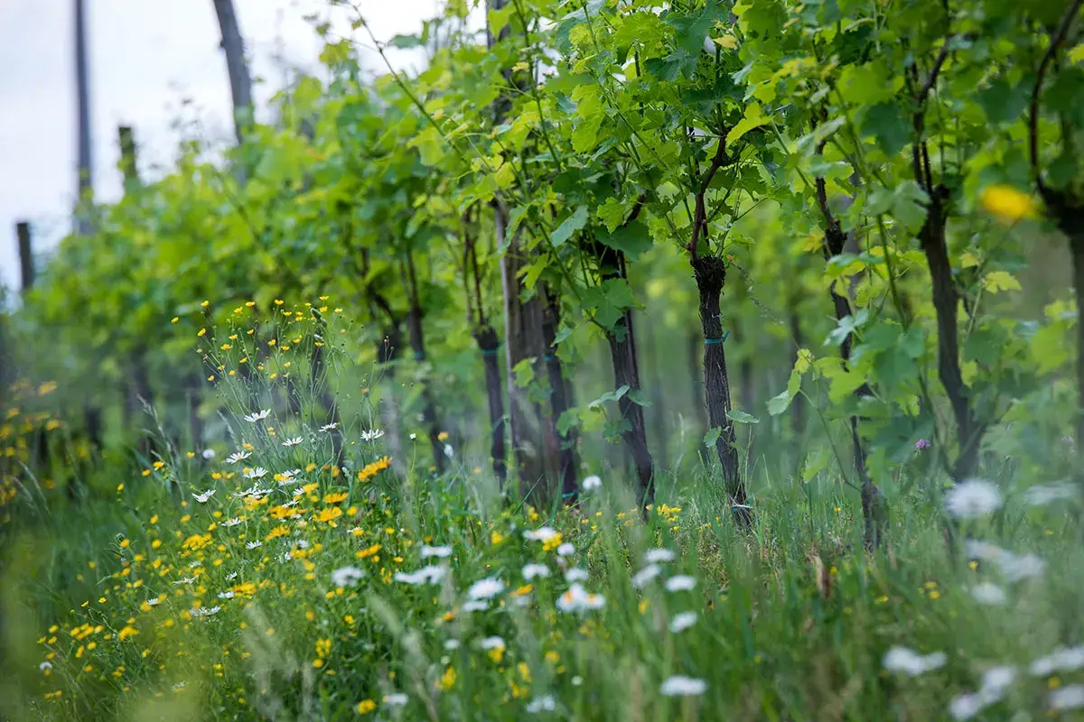 I vigneti