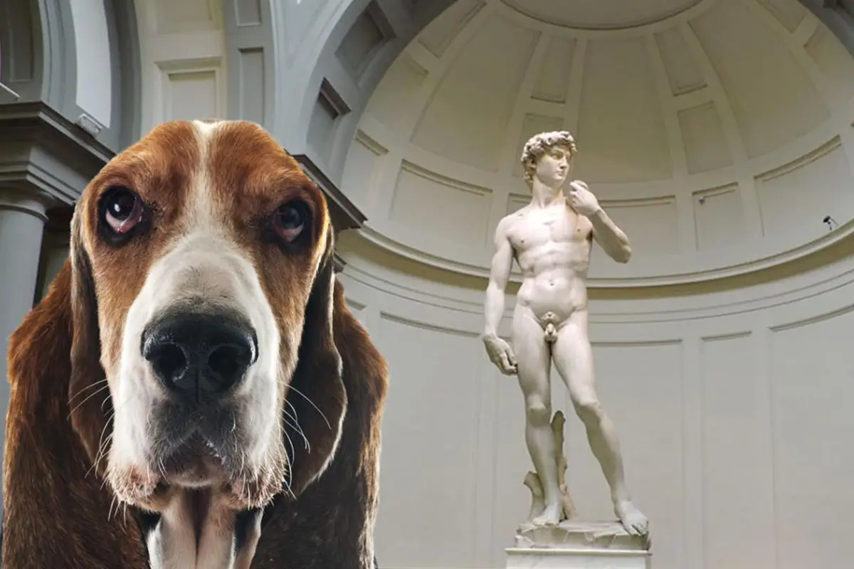 Ai musei fiorentini con il cane Con il cane al muso? Arriva i servizi di dog sitter