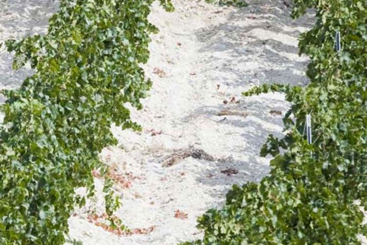 Delicio 2016 di Cva Canicatt&igrave; Un rosato minerale ed equilibrato