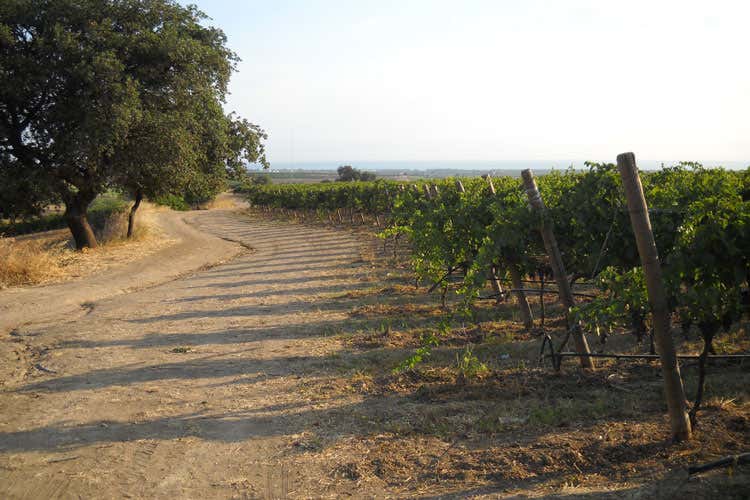 (Di Majo Norante, filosofia bio Il 70% della produzione, venduta all&rsquo;estero)