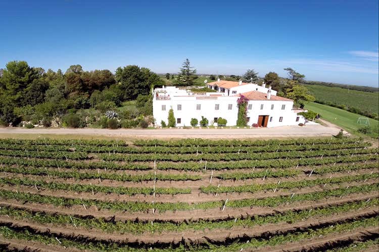 (Di Majo Norante, filosofia bio Il 70% della produzione, venduta all&rsquo;estero)