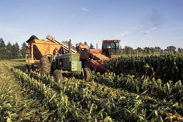 Dal Ministero 1 miliardo alle aziende agricole Dal Ministero 1 miliardo alle aziende agricole