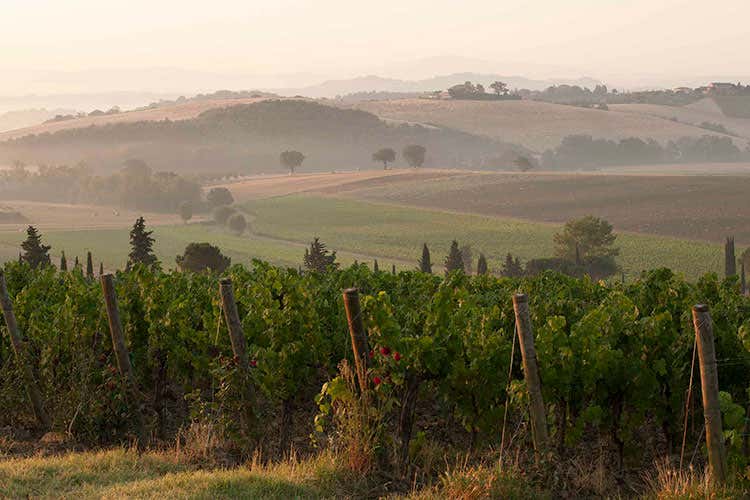 (Due grandi classici di Carpineto ottengono punteggi alti su Wine Specator) (Due grandi classici di Carpineto ottengono punteggi alti su Wine Specator)