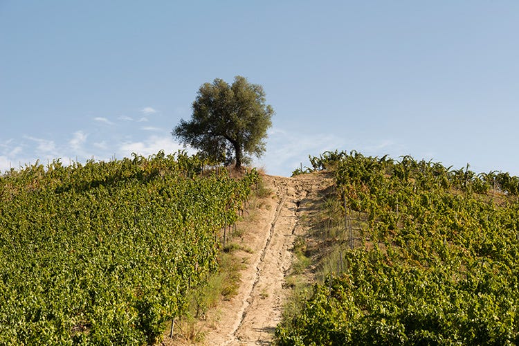 Vigna Cardace in tenuta Rosaneti (Efeso Librandi, il vino dei profeti)