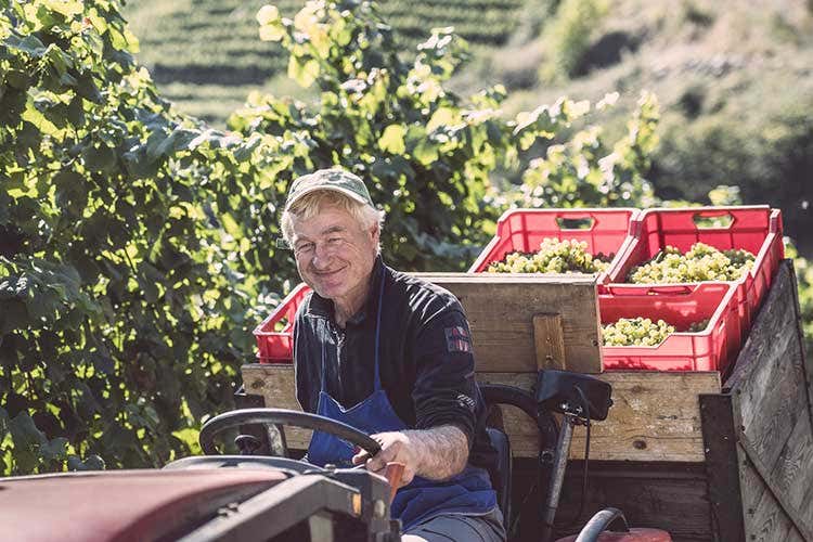 (Eisacktalwein, i vignaioli della Val d’Isarco uniti per promuovere vino e territorio) (Eisacktalwein, i vignaioli della Val d’Isarco uniti per promuovere vino e territorio)