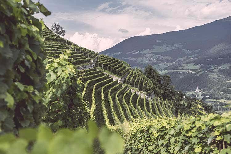 (Eisacktalwein, i vignaioli della Val d’Isarco uniti per promuovere vino e territorio) (Eisacktalwein, i vignaioli della Val d’Isarco uniti per promuovere vino e territorio)