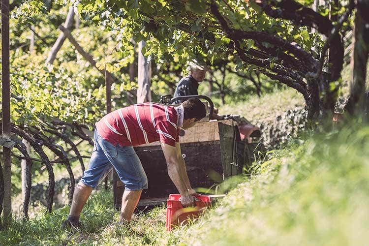 (Eisacktalwein, i vignaioli della Val d’Isarco uniti per promuovere vino e territorio) (Eisacktalwein, i vignaioli della Val d’Isarco uniti per promuovere vino e territorio)