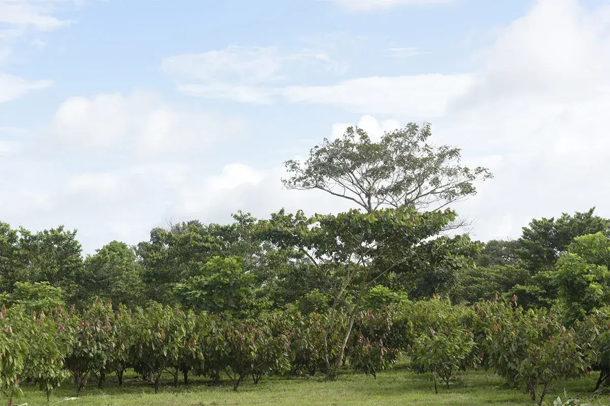 El Caco, piantagione di 2.500 ettari di Ritter in Nicaragua Valrhona e Ritter schierateper la tutela dell&rsquo;ambiente