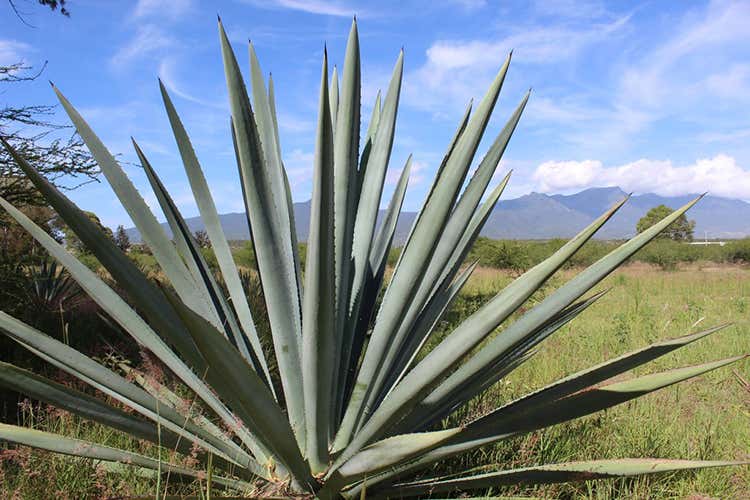 (Elegance Distribution Qualit&agrave; senza compromessi)