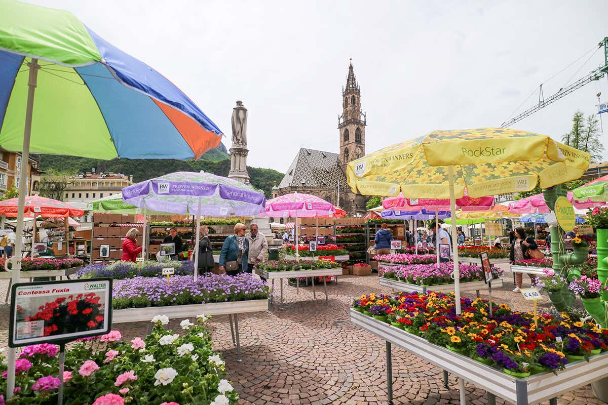 La storica Festa dei Fiori di Bolzano: Piazza Walther si trasforma in un variopinto giardino