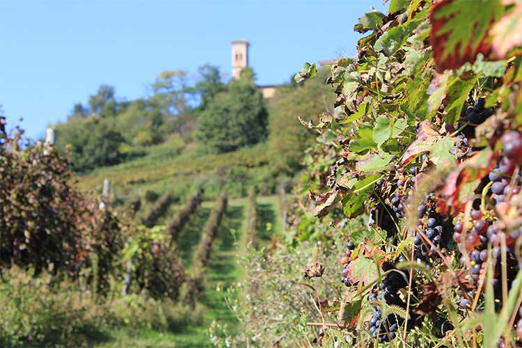 Emilia Romagna Enologica enoturismo