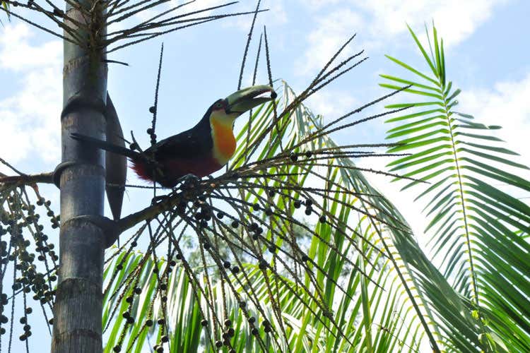 Energia e vitalit&agrave; con il sorbetto a base di A&ccedil;ai, la bacca dell'Amazzonia