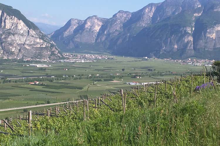 Enologia di qualit&agrave; e tradizione in tavola La naturalezza &egrave; un piacere in Trentino