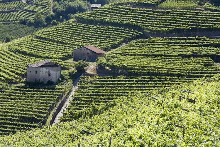 Enologia di qualit&agrave; e tradizione in tavola La naturalezza &egrave; un piacere in Trentino