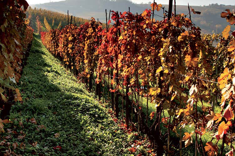 (Enoturismo in costante crescita Italia e Francia, potenzialit&agrave; a confronto)