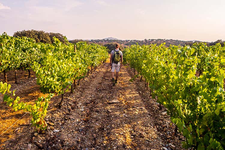 La Toscana si conferma, secondo il Rapporto presentato, la regione enoturistica percepita come la più attrattiva - Enoturismo 2020, meno spese e nuovi servizi anche virtuali