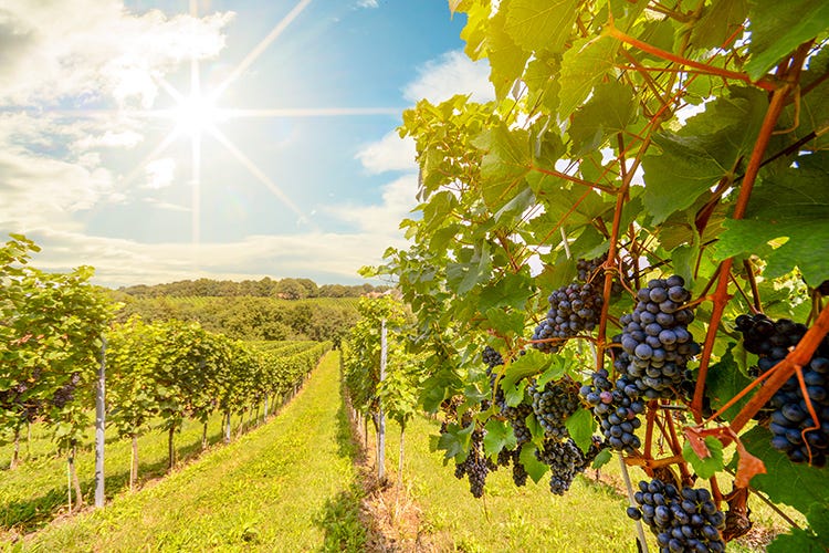 15 milioni di turisti in Italia per il vino nel 2019 - Enoturismo 2020, meno spese e nuovi servizi anche virtuali