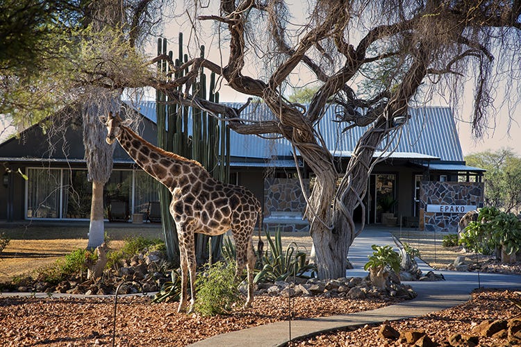 Epako Safari Lodge & Spa, in Namibia In viaggio rispettando la Terra? 16 indirizzi in Italia e nel mondo