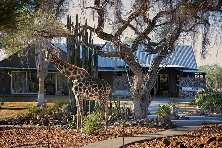 Epako Safari Lodge &amp; Spa, in Namibia In viaggio rispettando la Terra? 16 indirizzi in Italia e nel mondo