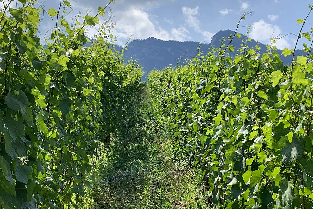 Lungo i filari si trovano cereali e piante leguminose Elena Walch: la sostenibilità non si improvvisa Lungo i filari si trovano cereali e piante leguminose Elena Walch: la sostenibilità non si improvvisa