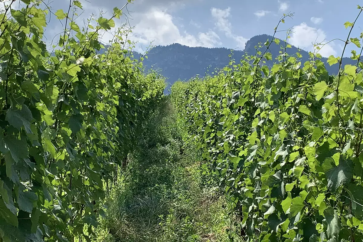 Lungo i filari si trovano cereali e piante leguminose Elena Walch: la sostenibilit&agrave; non si improvvisa