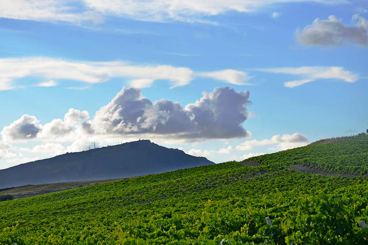Doc Erice: come Fazio sta cambiando la mappa del vino siciliano