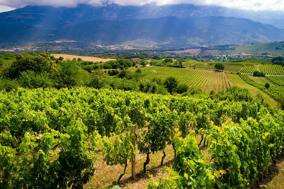 Esperienze enoturistiche d’autore con il Consorzio Vini d’Abruzzo