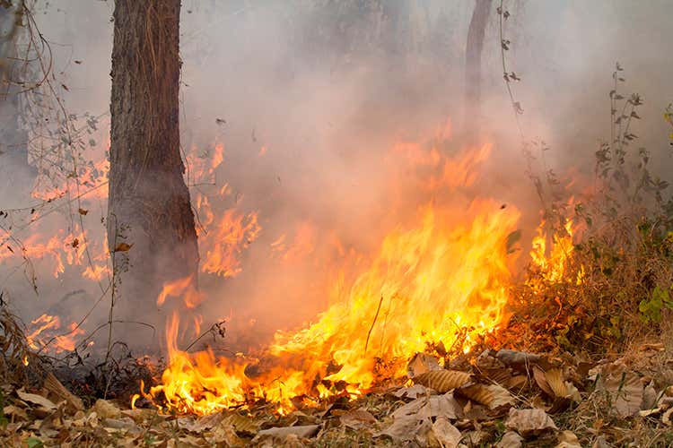 Estate di fuoco in tutta Italia 500 incendi in due mesi Estate di fuoco in tutta Italia 500 incendi in due mesi