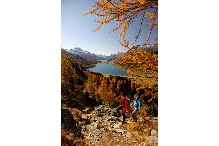 Corvatsch in autunno: passeggiate, larici dorati, foliage - foto: Christof Sonderegger (Estate in Engadina St. Moritz Eventi food fino ad ottobre)