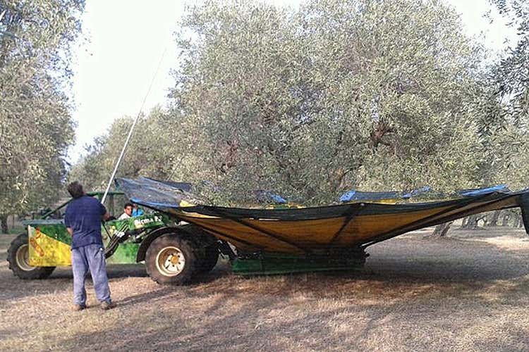 (Extravergine Schinosa made in PugliaUn carico di salutari polifenoli)