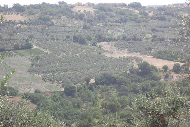 (E come Extravergine di oliva G come Gentile di Larino)