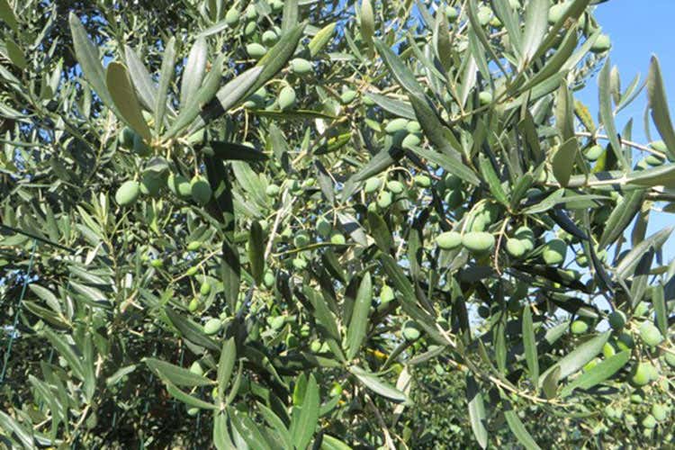 (E come Extravergine di oliva G come Gentile di Larino)