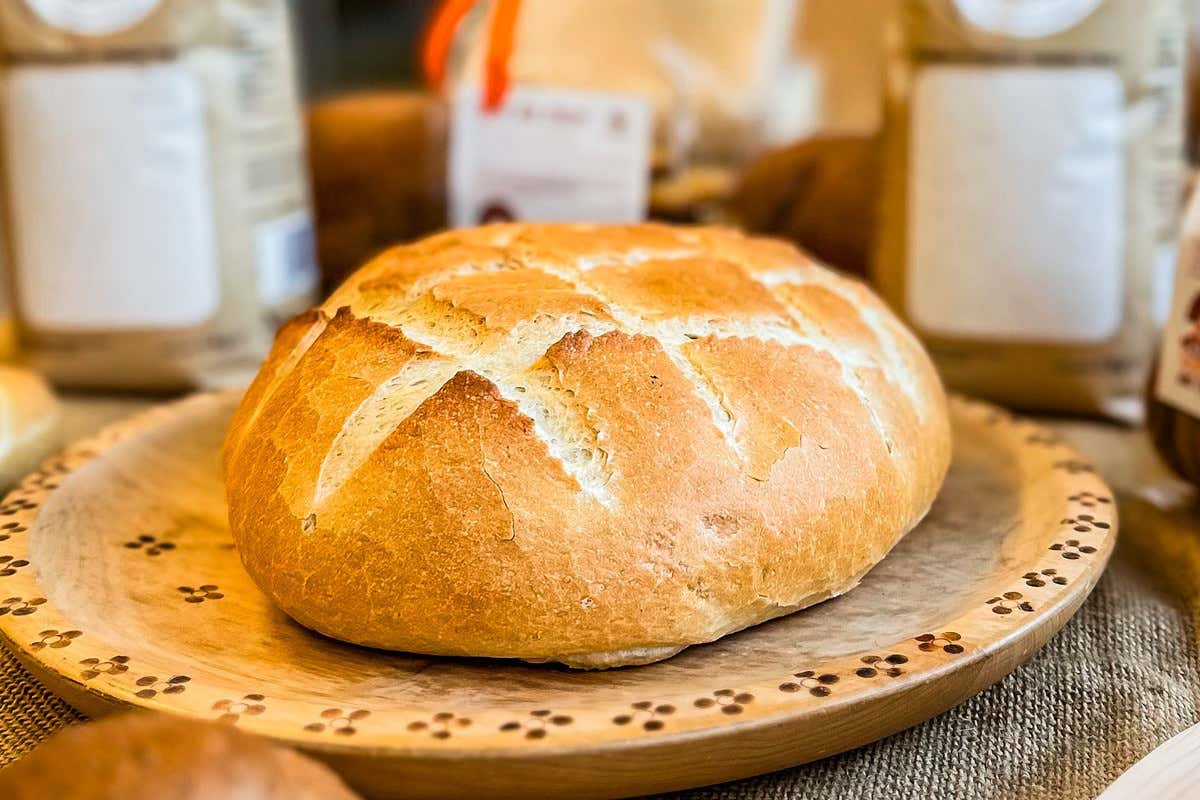 Storo, non solo polenta: la farina bianca protagonista alla Storo, non solo polenta: la farina bianca protagonista alla