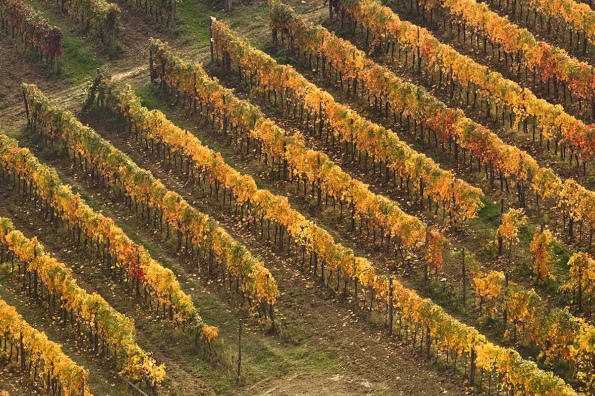 Diversificazione e acquisizioni: le mosse chiave dei gruppi vinicoli italiani