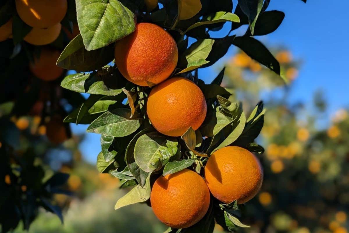 Mercato ittico: calo dei prezzi del pesce stagionale tra il 12 e il 17%