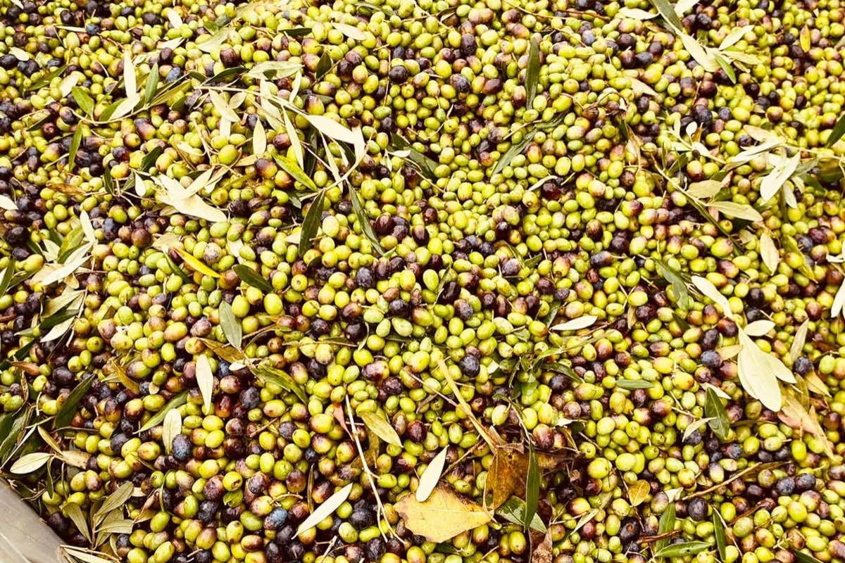 Badia di Morrona firma un olio extravergine d’oliva da Leccino, Moraiolo e Frantoio Badia di Morrona dove il vino incontra la storia millenaria di un’abbazia toscana Badia di Morrona firma un olio extravergine d’oliva da Leccino, Moraiolo e Frantoio Badia di Morrona dove il vino incontra la storia millenaria di un’abbazia toscana