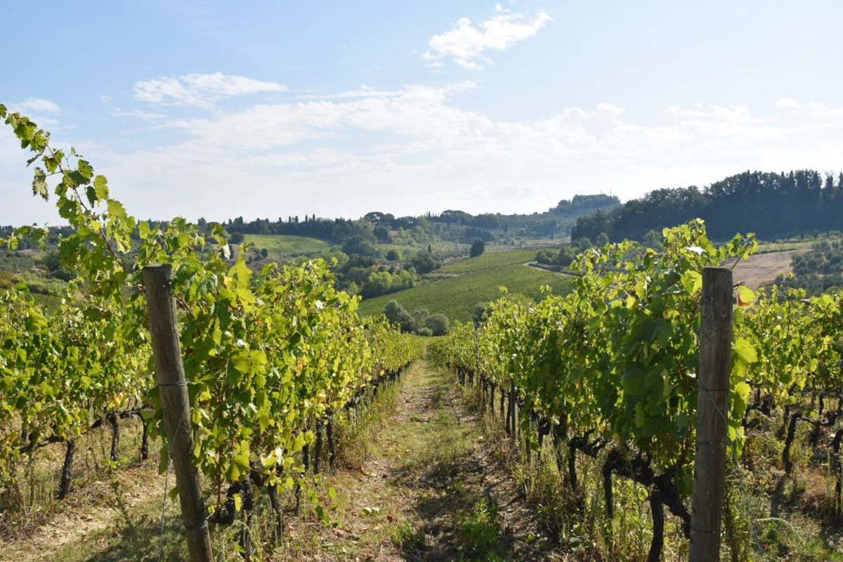 L'azienda conta 100 ettari vitati, una struttura ricettiva da circa 100 posti letto e un ristorante Badia di Morrona dove il vino incontra la storia millenaria di un’abbazia toscana L'azienda conta 100 ettari vitati, una struttura ricettiva da circa 100 posti letto e un ristorante Badia di Morrona dove il vino incontra la storia millenaria di un’abbazia toscana