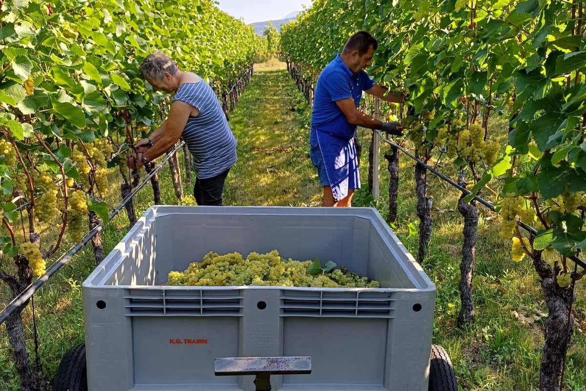 Epokale 2017: il Gewürztraminer che affina sette anni nella miniera di Ridanna